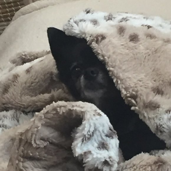 Meet your Posher Artist, Alysa Jae - Picture 2 of 3